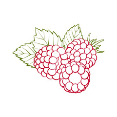 Red outline raspberries with green leaves closeup on a white background