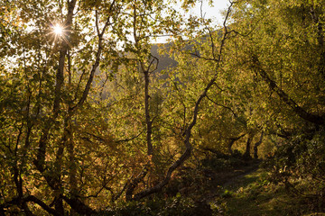 Fototapeta premium Forest with autumn leaves