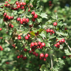 Crataegus, hawthorn, red berries as a tea alternative medicine