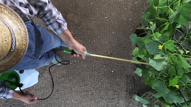 man farmer working in vegetable garden, pesticide sprays on plants, top view and copy space template