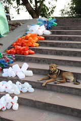 Dog on stairs guarding plastic containers in Rishikesh India