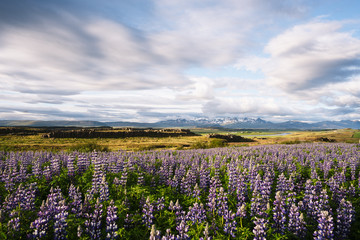 Fototapeta na wymiar Flowering lupine in Iceland in summer