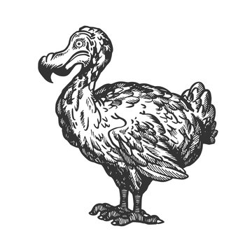 Dodo bird animal engraving vector illustration. Scratch board style imitation. Black and white hand drawn image.