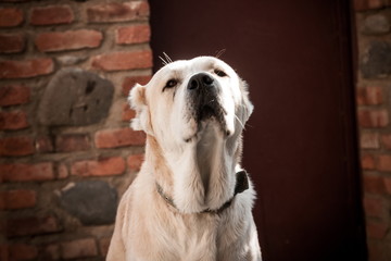 Central Asian Shepherd Dog. Alabai portrait