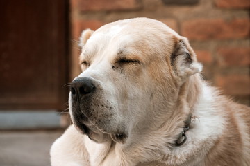 Central Asian Shepherd Dog. Alabai portrait