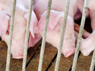 young sleeping pig after sucking in shed