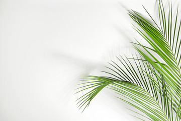 Fototapeta premium Fresh tropical palm leaves on white background