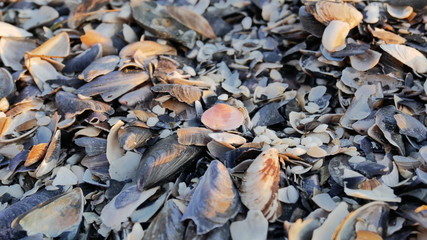 shells on a seaside. summer vacation. rest. holidays near the sea