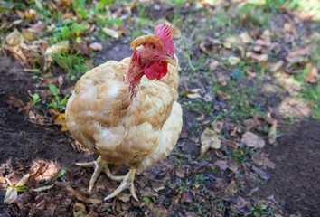 Huhn