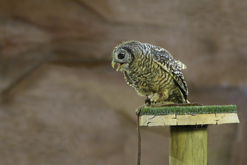 Captive rufous-legged owl (strix rufipes) perched on an artificial innkeeper