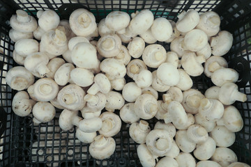 Raw champignon mushrooms