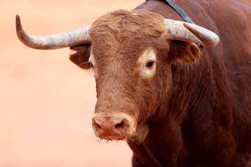 Toro bravo en la plaza