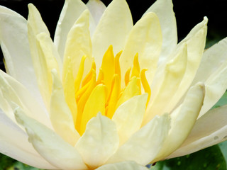 close up lotus flower water lily