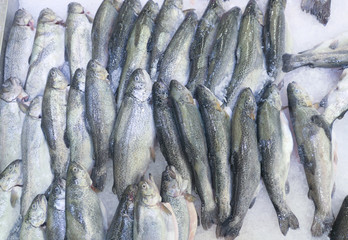 Fresh trout on ice