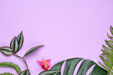 Composition with fresh tropical leaves on color background