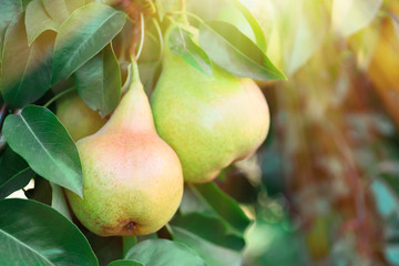 Ripe juicy pears on tree branch in garden