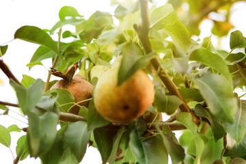 Butterfly sitting on pear tree in garden