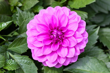 Fototapeta premium Beautiful Purple dahlia fresh flower blossoming in the garden