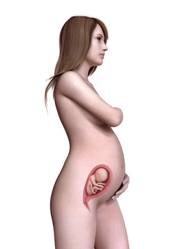 3d rendered medically accurate illustration of a pregnant women week 25