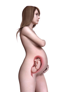 3d rendered medically accurate illustration of a pregnant women week 30