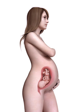3d rendered medically accurate illustration of a pregnant women week 31