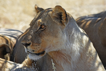 Löwenweibchen (panthera leo) im Etosha Nationalpark (Namibia)