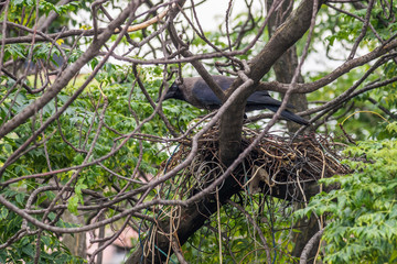 An evil looking crow is watching, standing over a nest made of wires and string