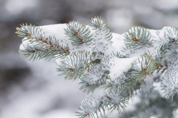 Pine branch and falling snow