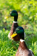 Canards
