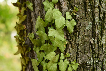 Tree with ivy