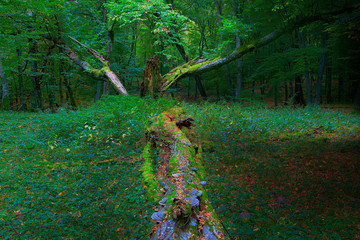 Dzikość Lasu  © Wojciech Lisiński