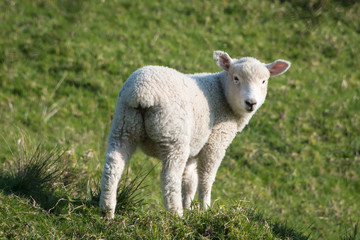 Naklejka na ściany i meble Baby Lamb in springtime