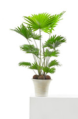 Livistona palm tree