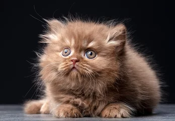 Crédence de cuisine en verre imprimé Chat british long hair kitten