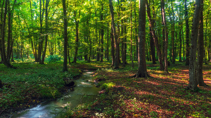 Fototapeta na wymiar A creek in a green summer forest
