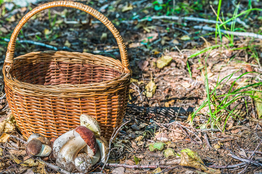 Collected autumn amazing edible mushrooms with a brown cap near a wicker basket on a natural background