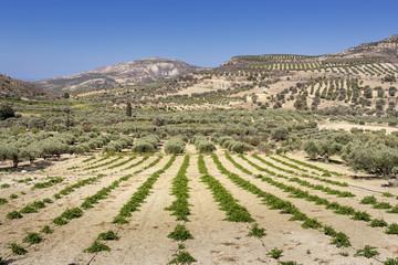 Olivenbäume auf der Insel Kreta, Griechanland