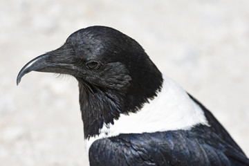 Schildrabe (corvus albus) im Etosha Nationalpark (Namibia)