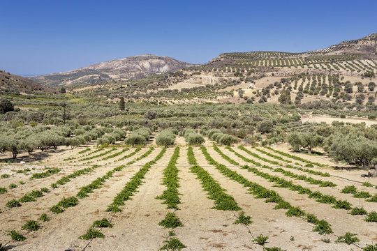 Olivenbäume auf der Insel Kreta, Griechanland