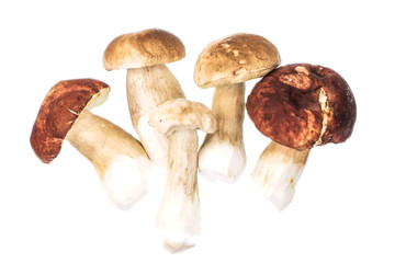 Edible porcini mushrooms  on a white background.