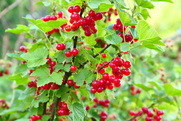 Red currant fruits