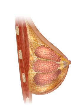 Female Breast anatomy detailed colorful illustration
