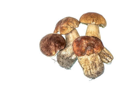Edible porcini mushrooms  on a white background.