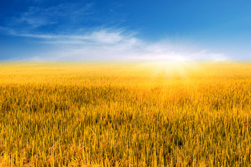 Naklejka premium Beautiful Landscape of golden rice field or paddy field with blue sky and cloud in bright day time landscape on background. 