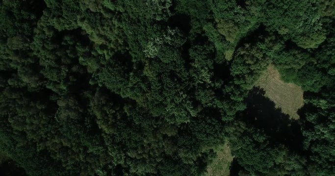 Bosque aut&oacute;ctono gallego. A Sa&iacute;nza, Rair&iacute;z de Veiga. Comarca de A Limia. Ourense, Galicia. Espa&ntilde;a.