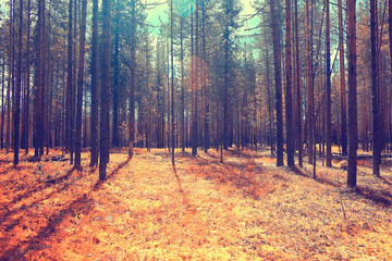 autumn forest landscape / yellow forest, trees and leaves October landscape in the park