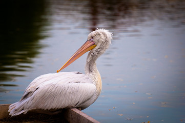 Beautiful bird standing on grass with color background