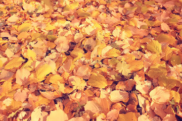 fallen leaves background / autumn background yellow leaves fallen from a tree