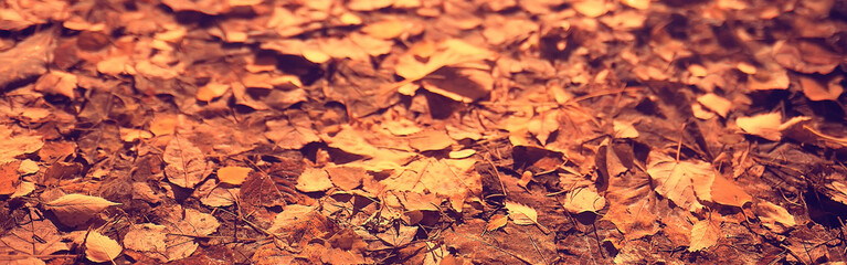 long narrow background autumn leaves / yellow fallen autumn leaves, background texture of fallen leaves in October
