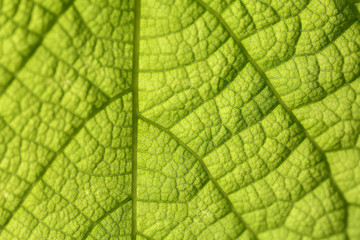 Closeup of green leaf